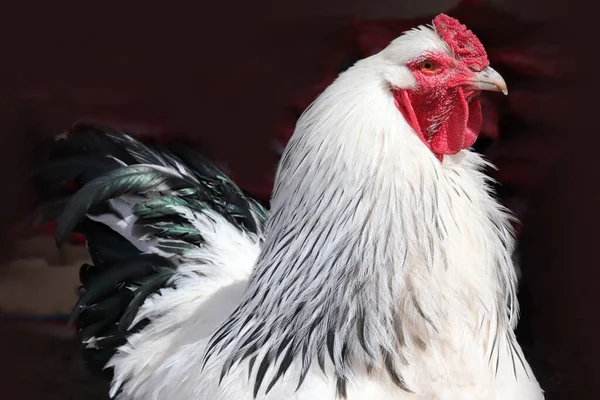 Brahma Csirke Egy Fenntartható Biofarm Jogdíjmentes Stock Képek