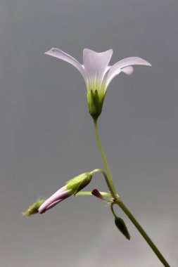 güzel çiçekler (Oxalis triangularis) çiçek açıyor. 
