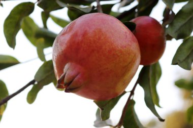 Olgun renkli nar meyve ağacı dalı 
