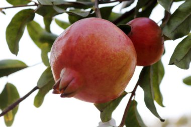Olgun renkli nar meyve ağacı dalı