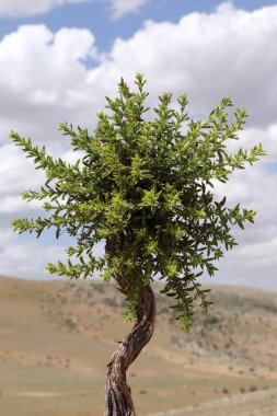 Doğal ortamında vahşi kekik..