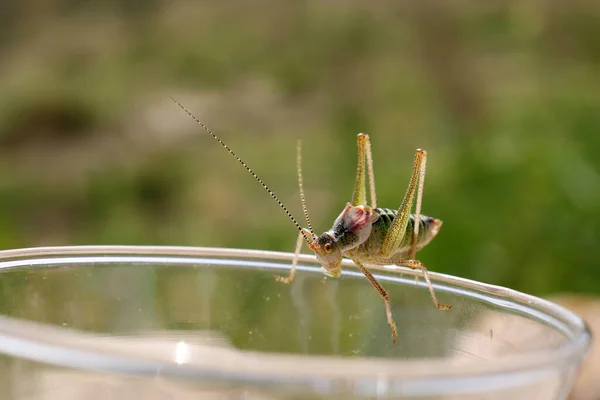 grasshopper on the rim of the glass