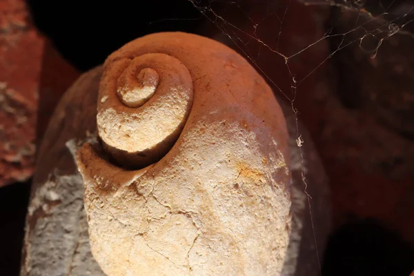 Spiral of nature. Snail fossil.