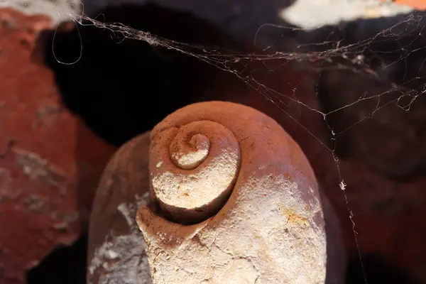 Spiral of nature. Snail fossil.