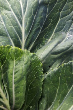 Su taze lahana yaprağına düşer.