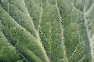 Su taze lahana yaprağına düşer.