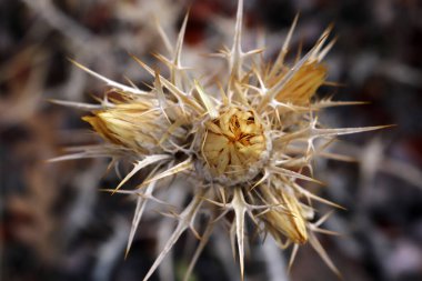 kuru sarı dikenli dal yakın plan