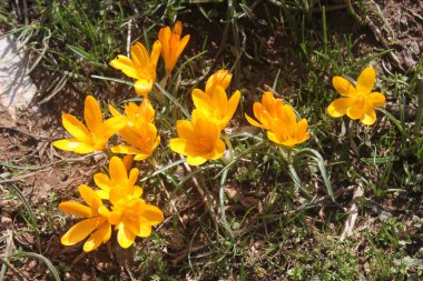 Bahar bahçesindeki ilk sarı timsahlar
