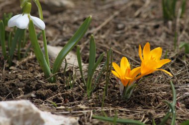 Bahar bahçesindeki ilk sarı timsahlar
