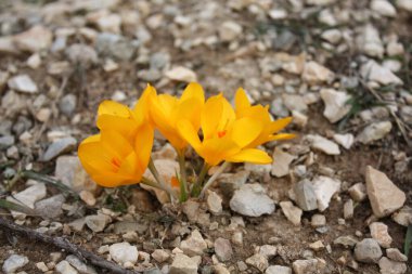 Bahar bahçesindeki ilk sarı timsahlar