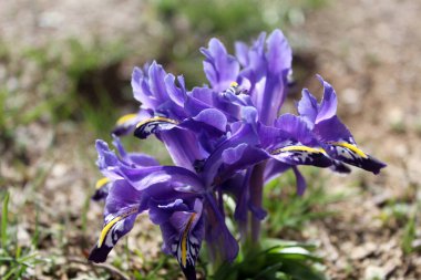 Türkiye 'de baharda açan çiçek. Nowruz çiçeği.