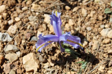 Türkiye 'de baharda açan çiçek. Nowruz çiçeği.
