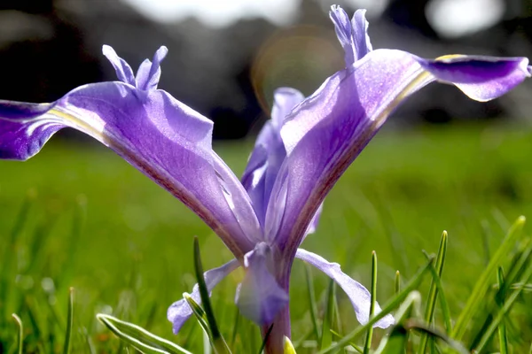 The flower that blooms in spring in Turkey. Nowruz flower.