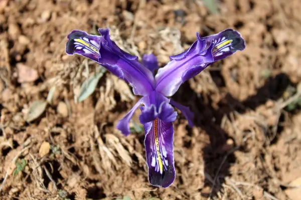 The flower that blooms in spring in Turkey. Nowruz flower.