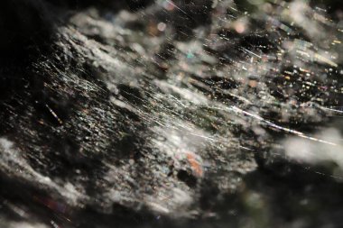 Ormanda büyük örümcek ağı