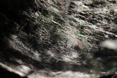 Ormanda büyük örümcek ağı