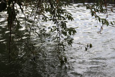 Ağacın dalları suya değiyor.