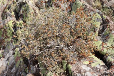 Üzerinde tohumlar olan dikenli bir bitki.