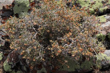 Üzerinde tohumlar olan dikenli bir bitki.