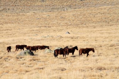 Vahşi atlar bozkırlarında