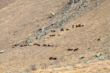 Vahşi atlar bozkırlarında