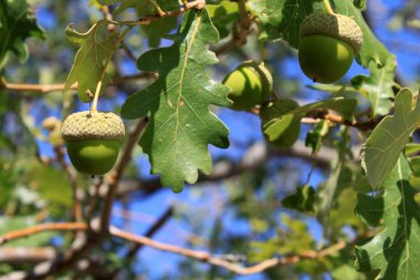 Meşe ağacında taze yeşil palamutlar.
