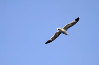 Martı gökyüzünde uçar, mavi gökyüzünde