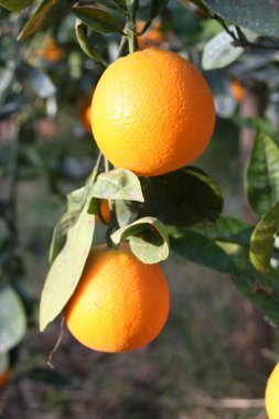 Ağaçta olgun turuncu. Meyve bahçesi.