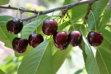 Kiraz ağacında sallanan kirazlar