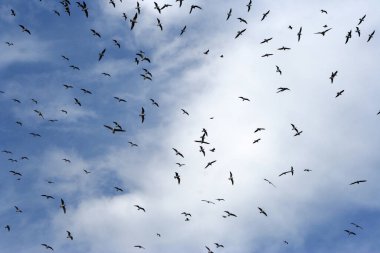 Uçan martılar mavi gökyüzünü dolduruyor.