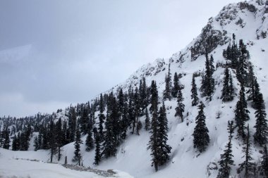 Dağda karla kaplı çam ağaçları