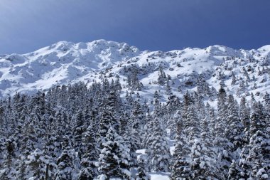 Dağda karla kaplı çam ağaçları