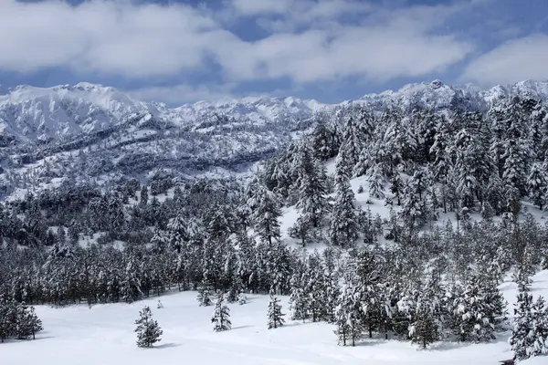 Snow-filled pine trees on the mountain