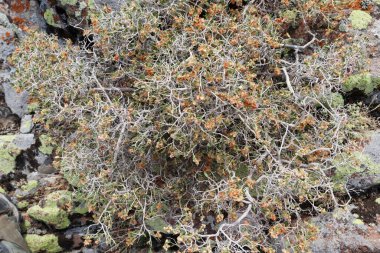 Üzerinde tohumlar olan dikenli bir bitki.