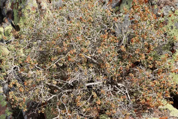 Üzerinde tohumlar olan dikenli bir bitki.