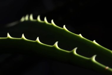 Aloe vera çiçeği. Aloe ciliaris.