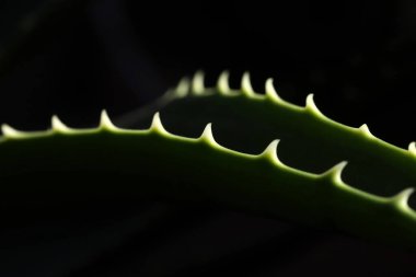 Aloe vera çiçeği. Aloe ciliaris.
