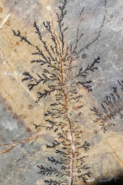 fosil ferns içinde bir taş döşeme taş yakın çekim