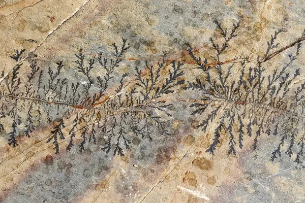 Close up of fossil ferns petrified in a stone slab