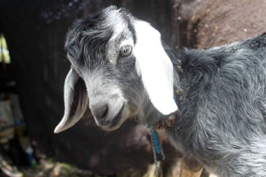 Keçi kameraya merakla bakıyor.