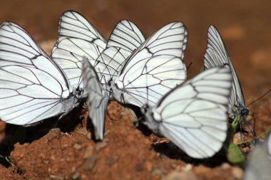 büyük bir grup kelebek.