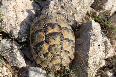 Kara kaplumbağası kayalarda sürünüyor.