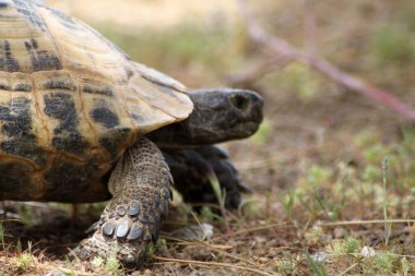 Doğada sevimli bir kaplumbağa.