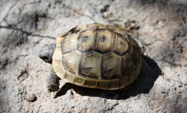 a young turtle in nature clipart
