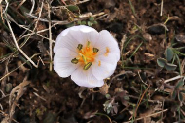 Sonbahar gülü. Doğal ortamlarında yabani çiçekler.