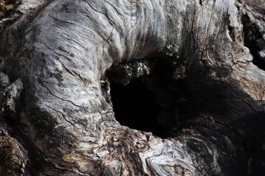 Ağaç gövdesinde boşluk. Ağaç ahşabı