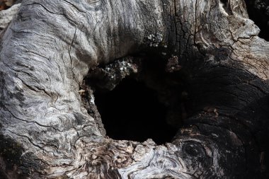 Ağaç gövdesinde boşluk. Ağaç ahşabı