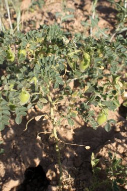 Çiftlik tarlasında yeşil bitkilerle bezelye kabuğu, yakın plan..