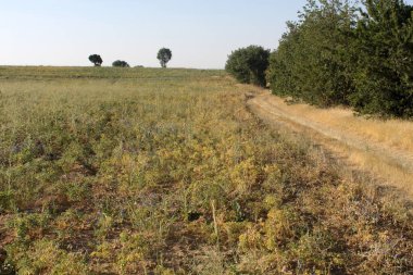 Nohut tarlası olgunlaşmak üzere.