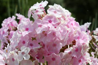 Phlox çiçekli Çiçeklik